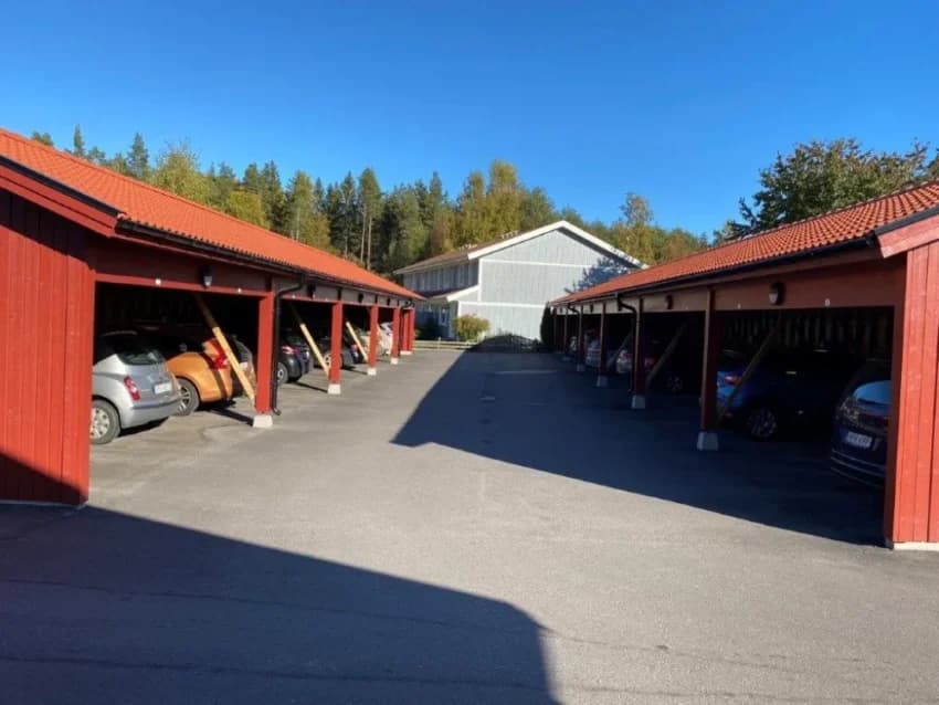 Björkträdet