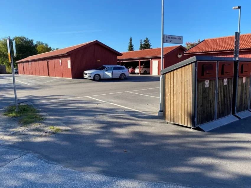 Björkträdet